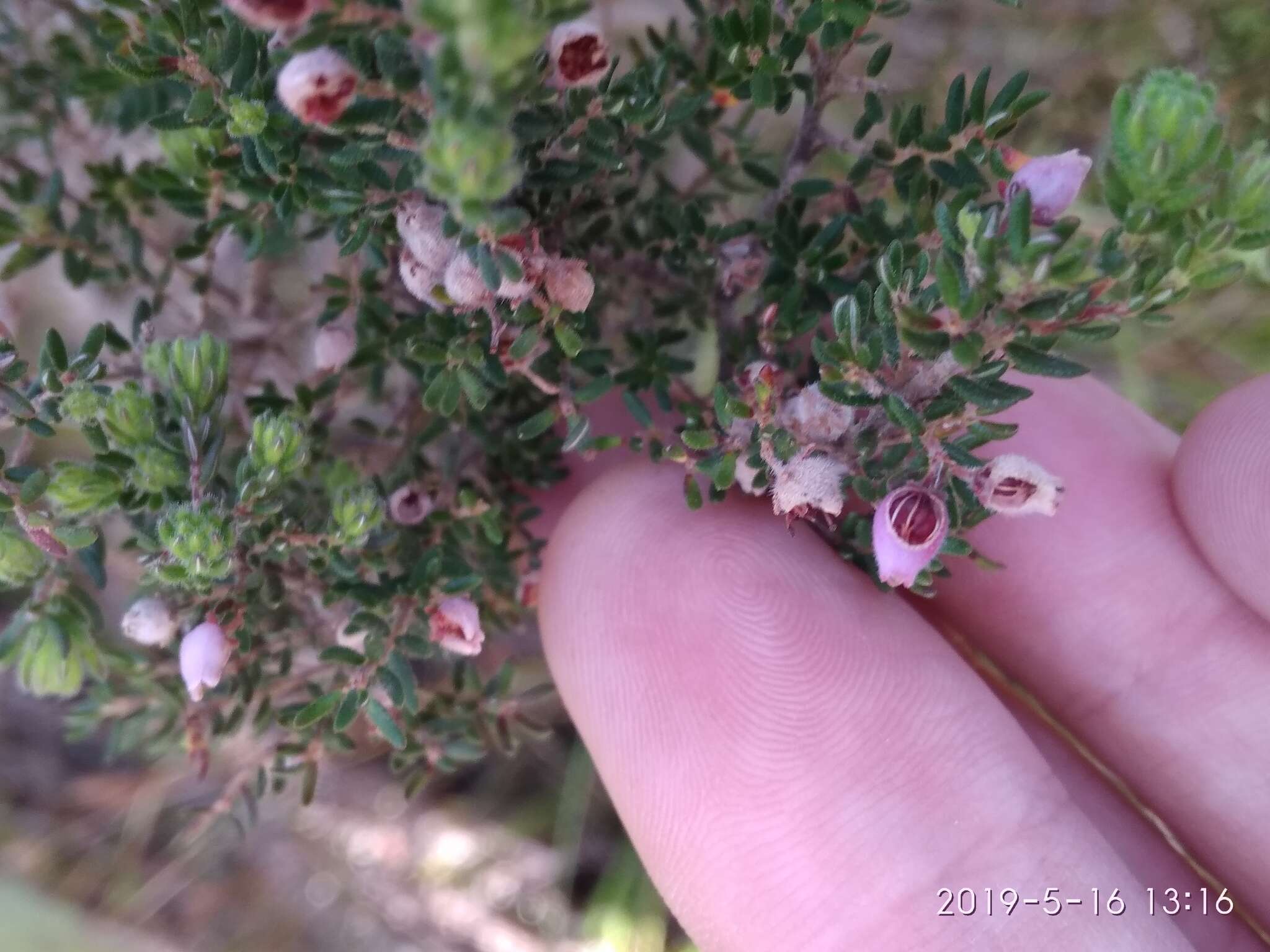 Image of Erica hirtiflora Curt.