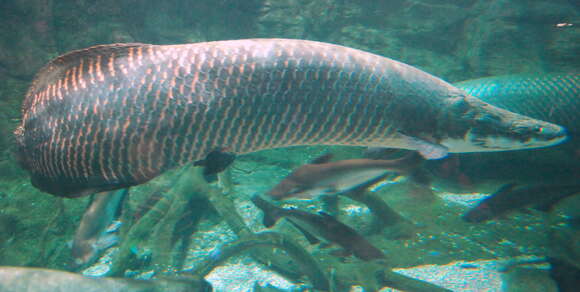 Image of Arapaima