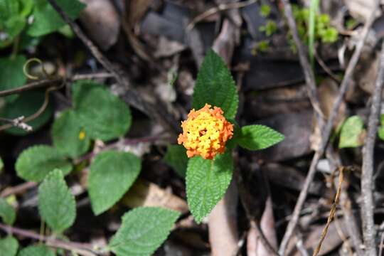 Image of Lantana horrida Kunth