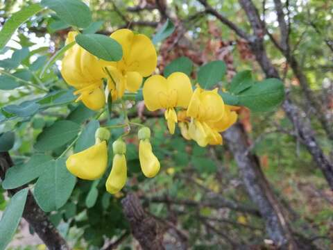 Image of Colutea cilicica Boiss. & Balansa