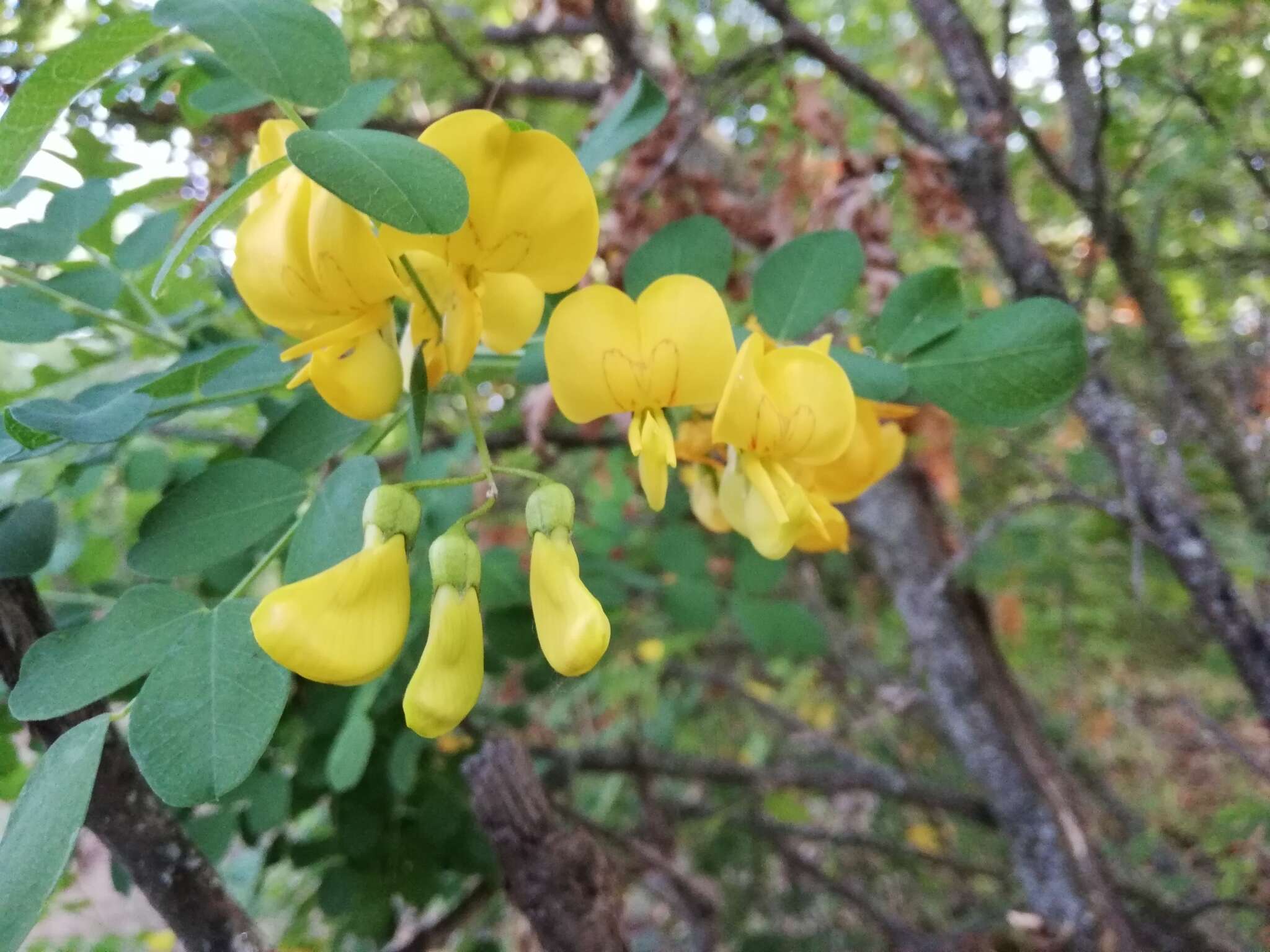 Слика од Colutea cilicica Boiss. & Balansa