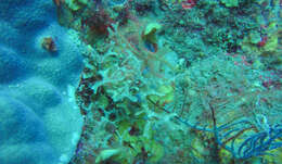 Image of painted tunicate