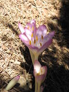 Image of colchicum