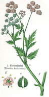 Image of Japanese hedge-parsley