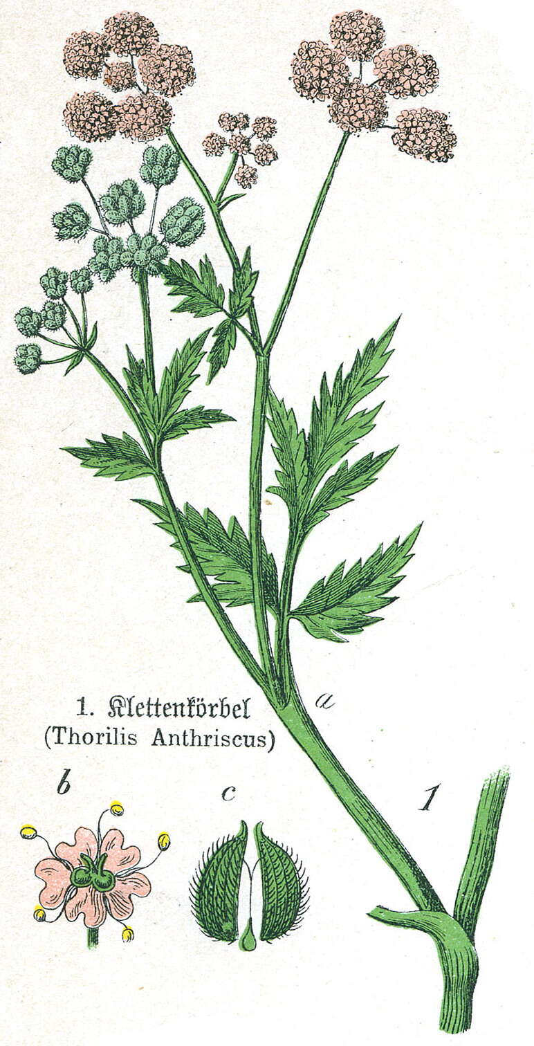 Image of Japanese hedge-parsley