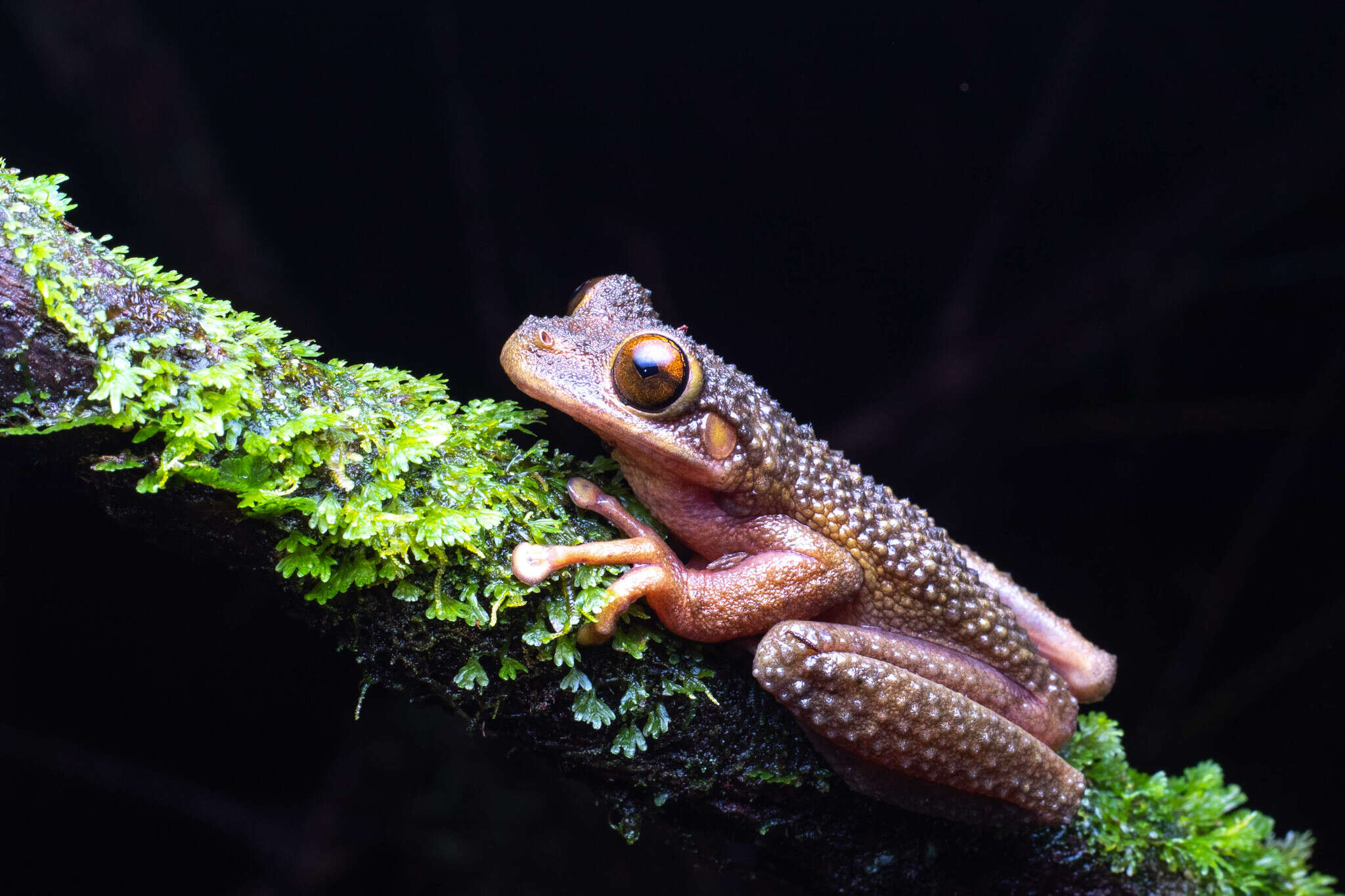 Osteocephalus verruciger (Werner 1901)的圖片