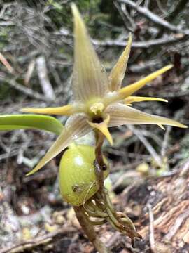 Conchidium japonicum (Maxim.) S. C. Chen & J. J. Wood的圖片