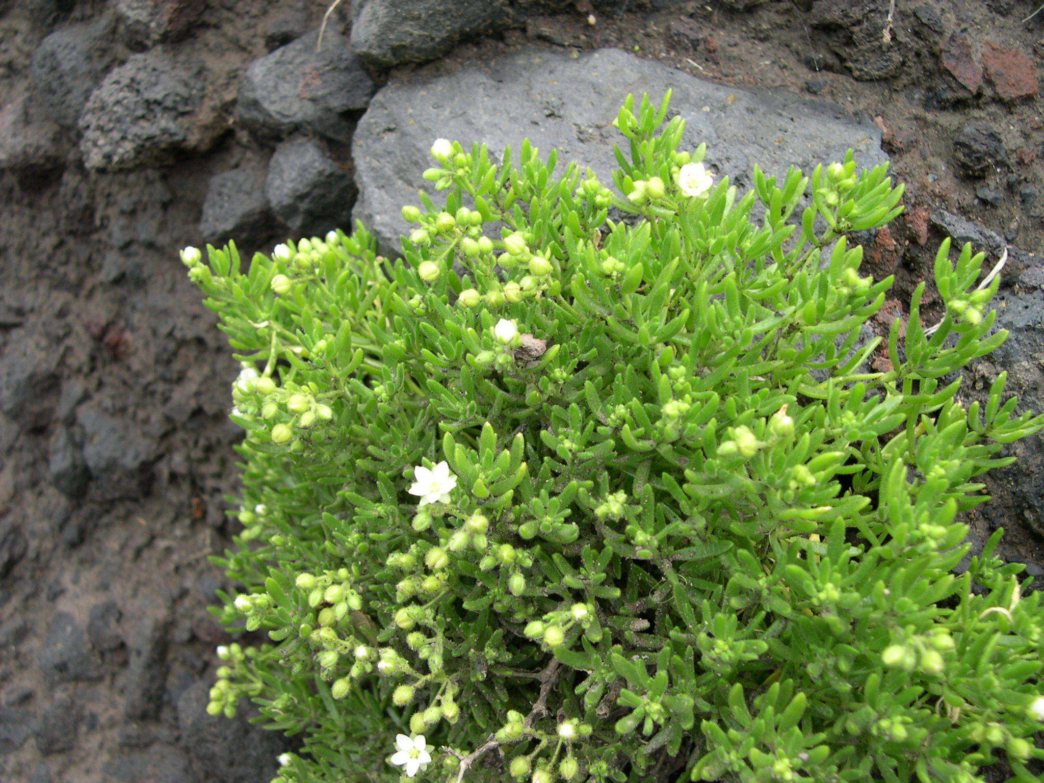 Image of Spergularia azorica (Kindb.) Lebel