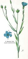 Image of common flax