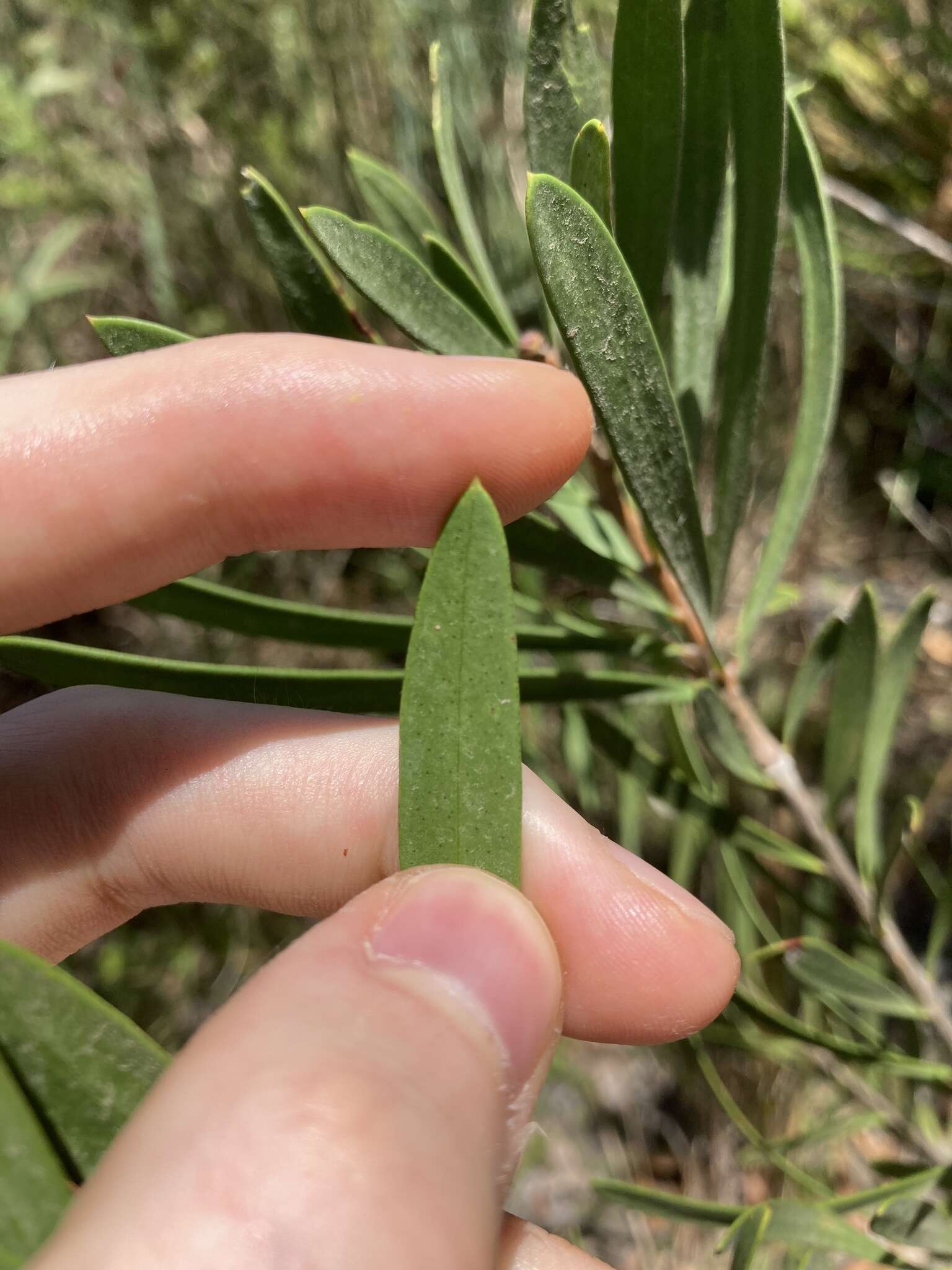 Image of Wallum bottlebrush