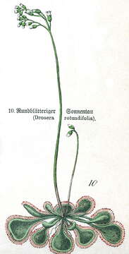 Image of Common Sundew