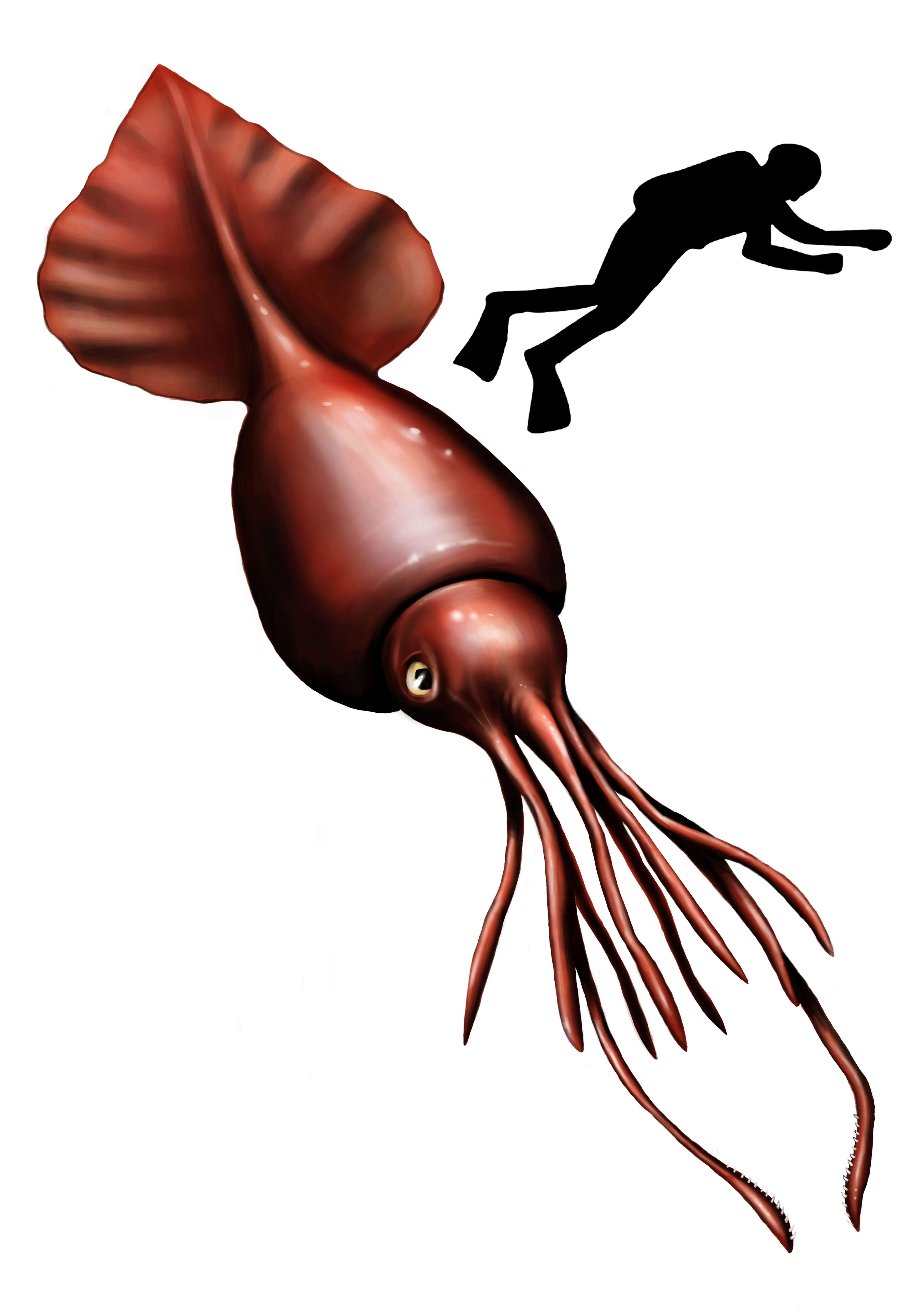 Image of Colossal squid