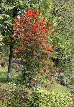 Imagem de Embothrium coccineum J. R. Forster & G. Forster