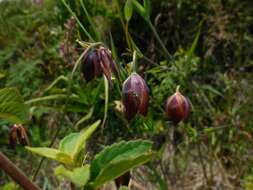 Calochortus cernuus Painter resmi