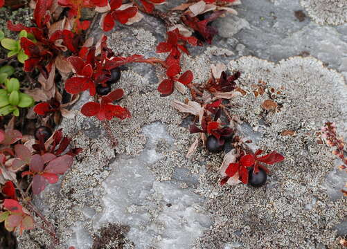 Image of Alpine bearberry