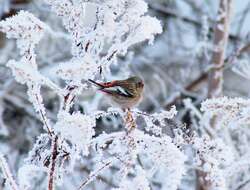 Image of Long-tailed Rosefinch