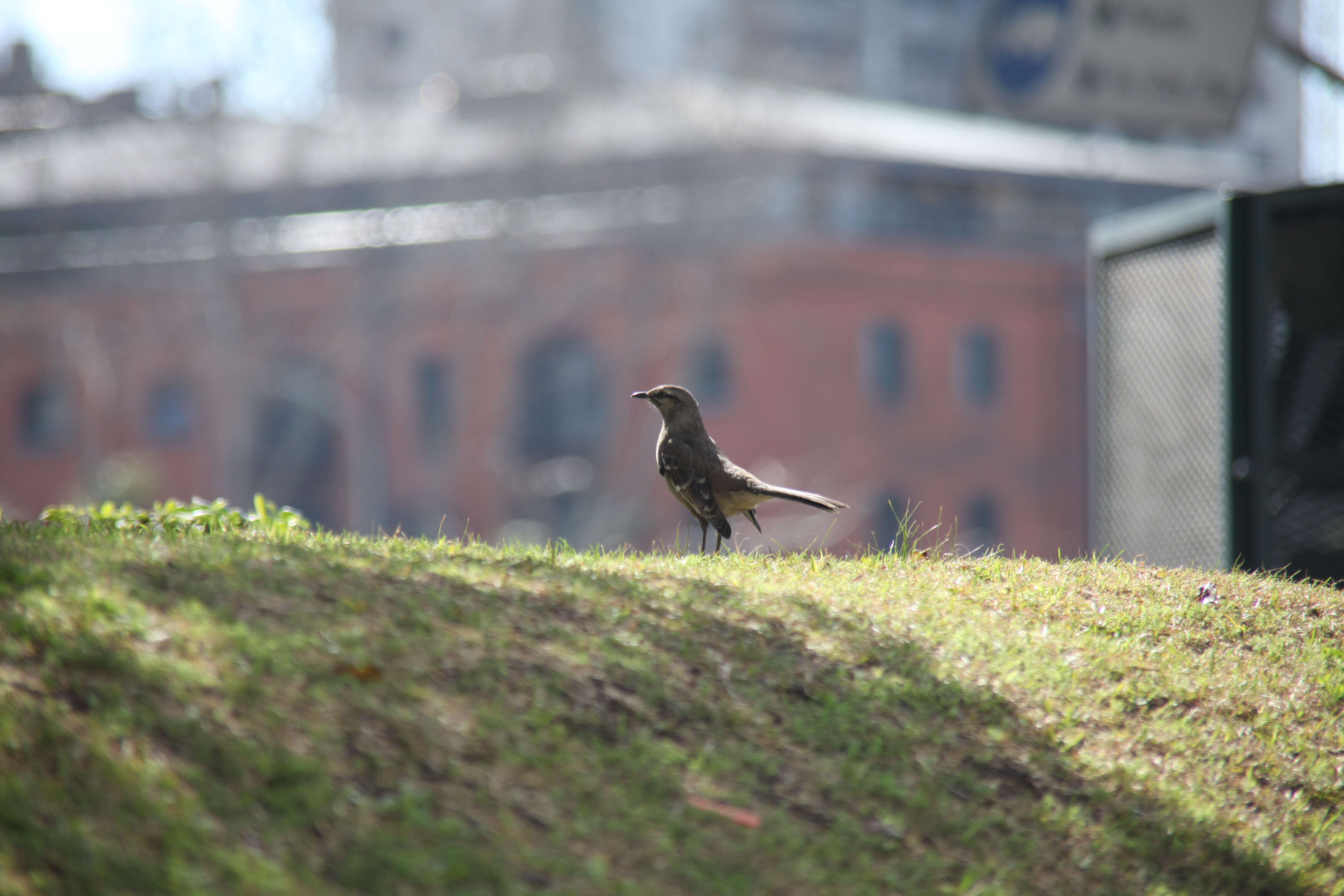 Image of Patagonian Mockingbird