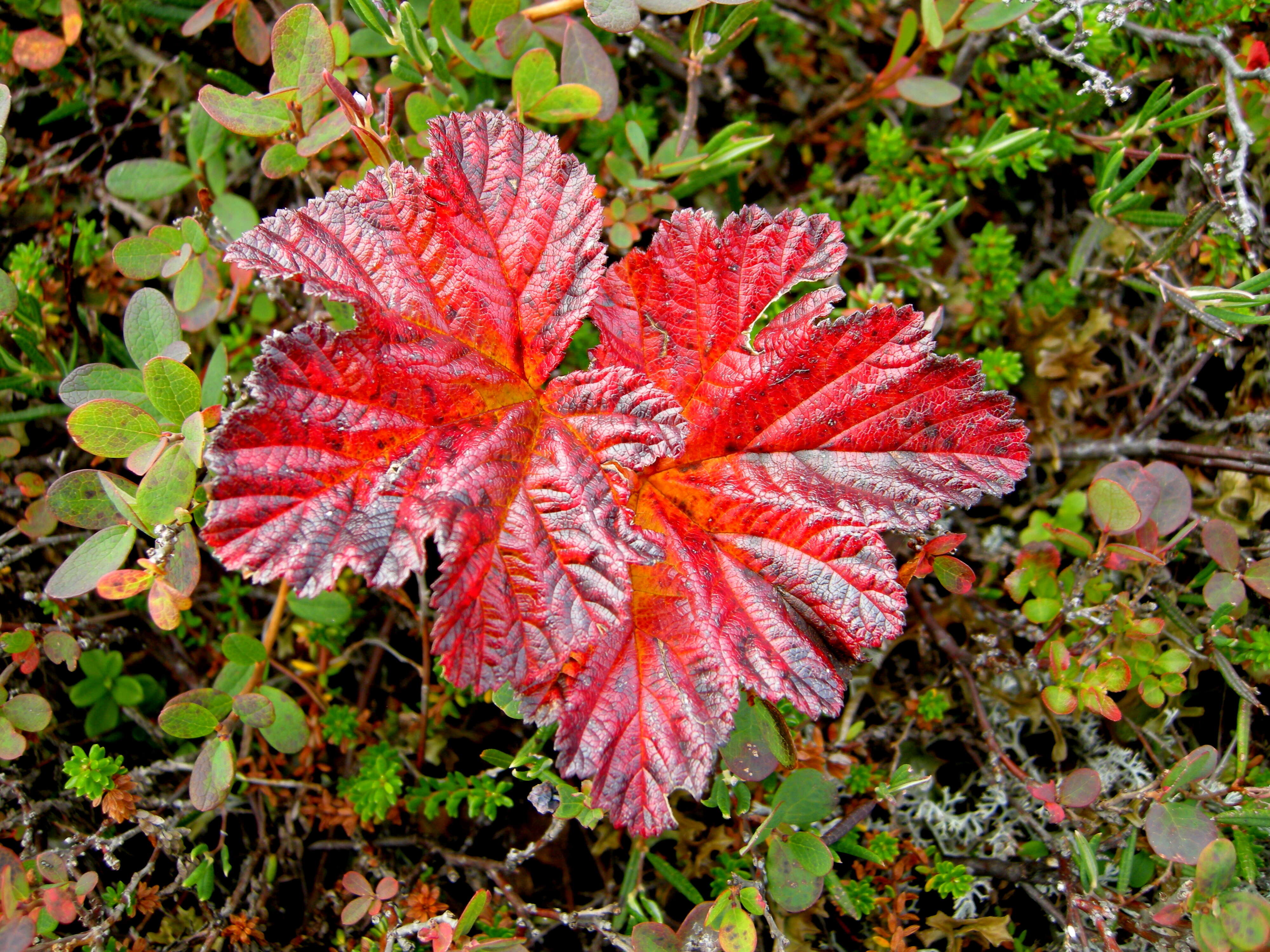 Image of cloudberry