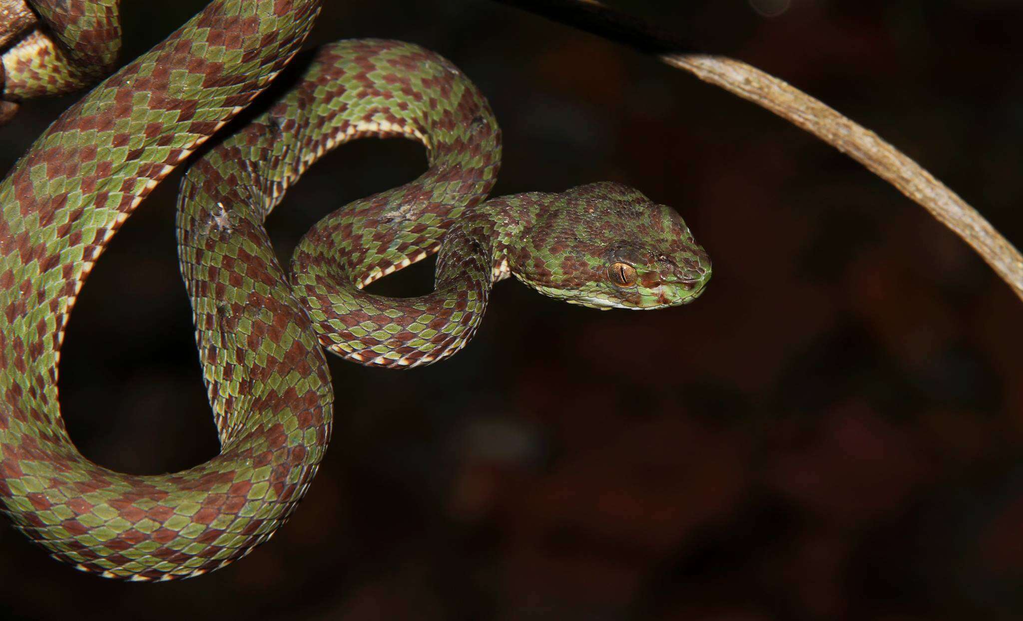 Image of Beautiful pitviper