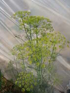 Image of dill