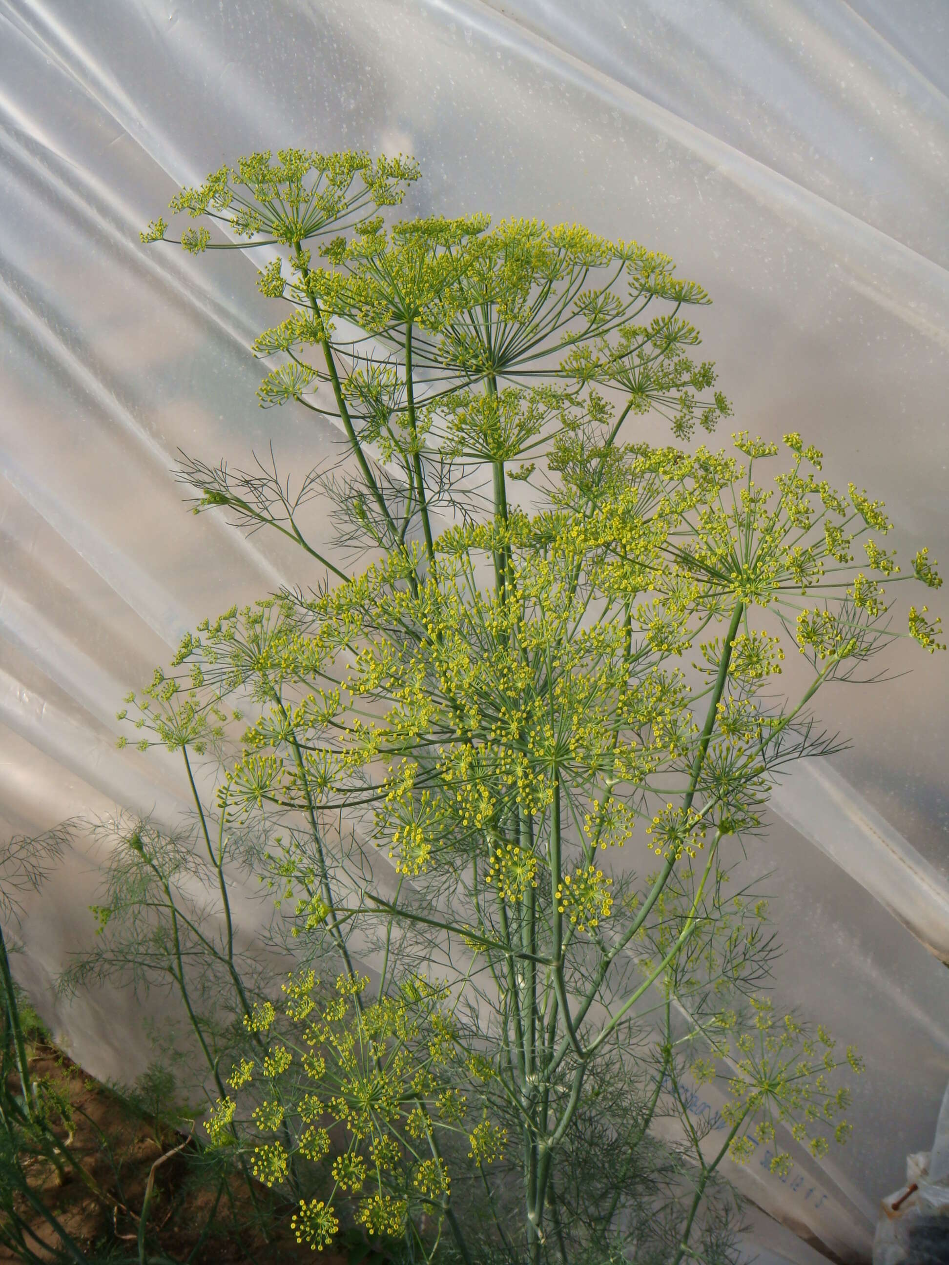 Image of dill