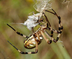 Image of Barbary Spider