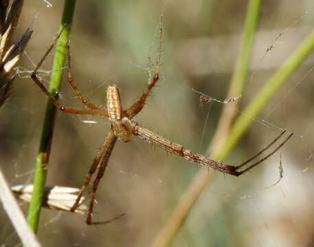 Image of Barbary Spider