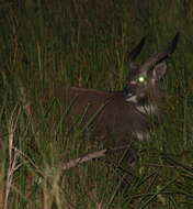 Image of Tragelaphus spekii spekii Speke 1863