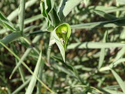 Image of Commelina erecta subsp. livingstonii (C. B. Clarke) J. K. Morton