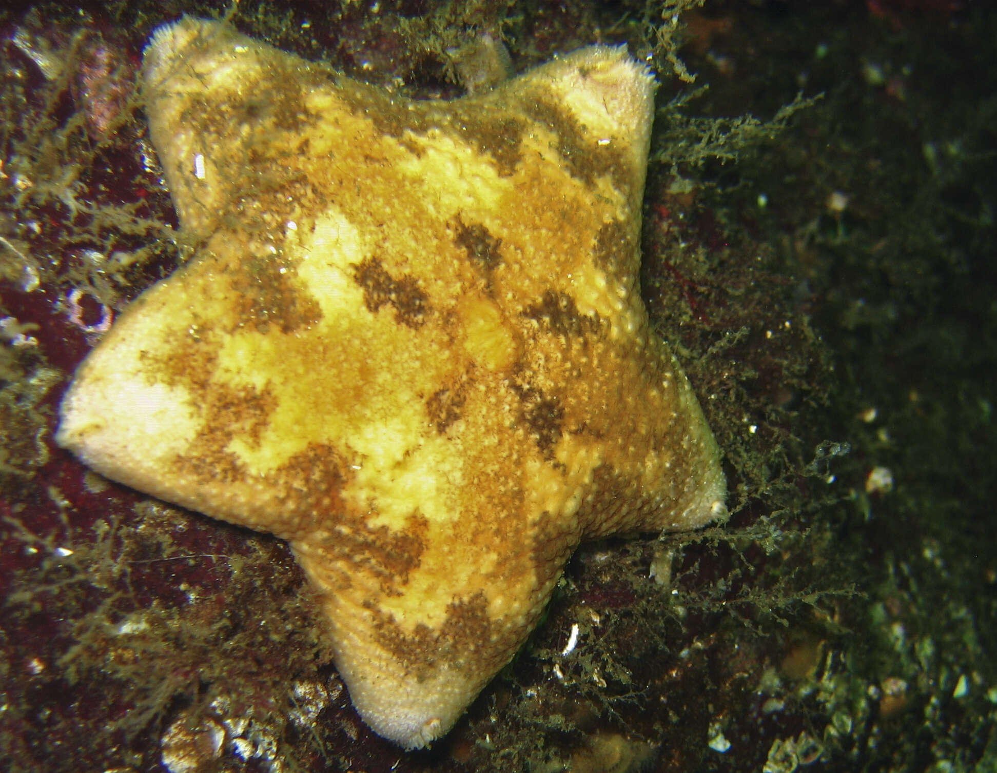 Pteraster tesselatus Ives 1888 resmi