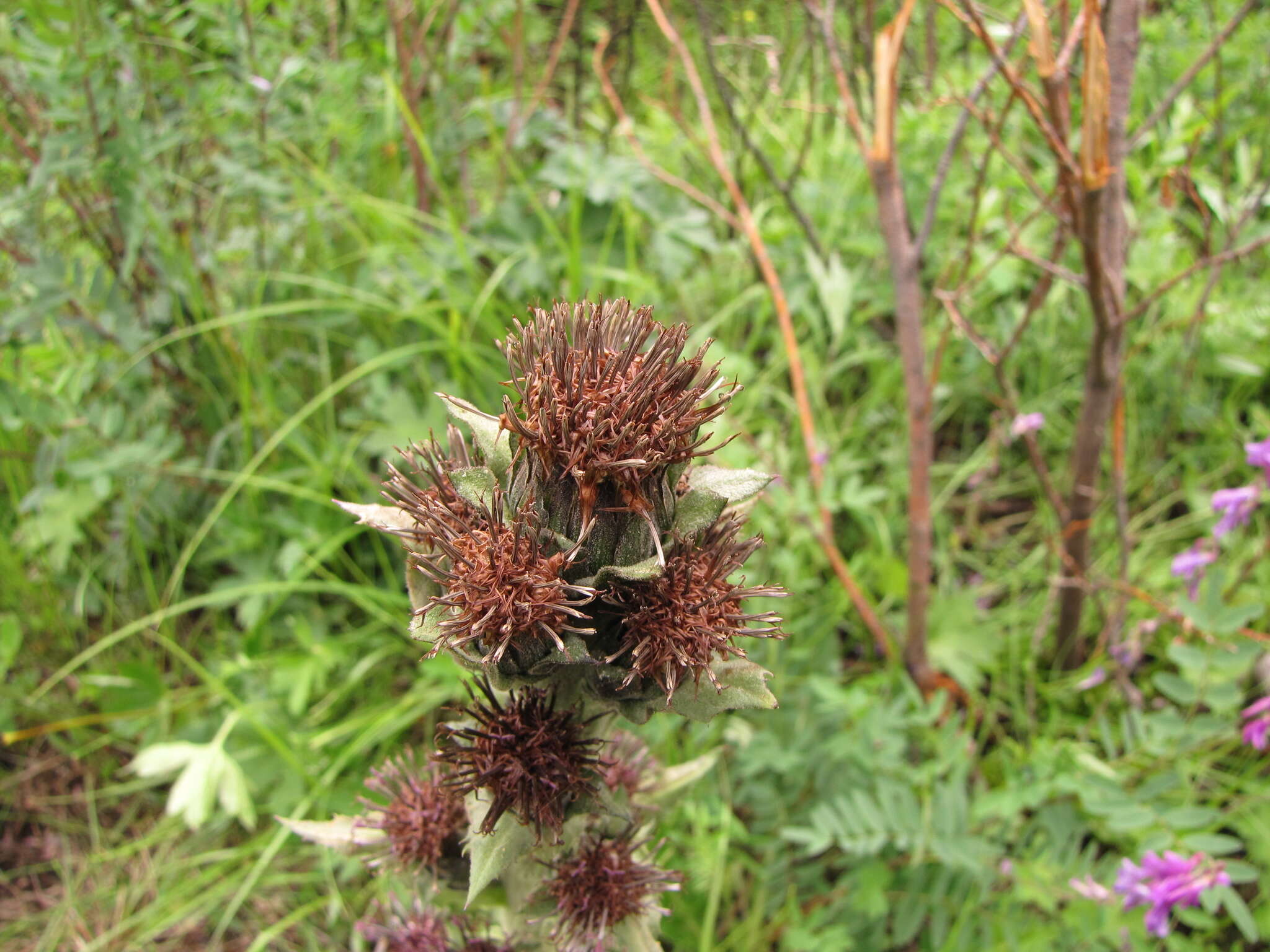 Saussurea baicalensis (Adams) Robins. resmi