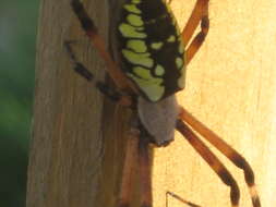 Image of Black-and-Yellow Argiope