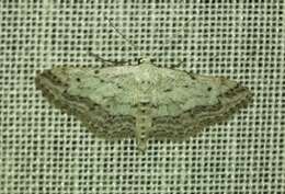 صورة Idaea calunetaria Staudinger 1859