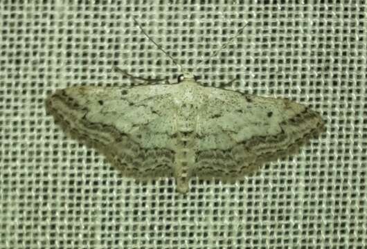 Imagem de Idaea calunetaria Staudinger 1859