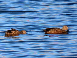 Image of Cape Shoveler