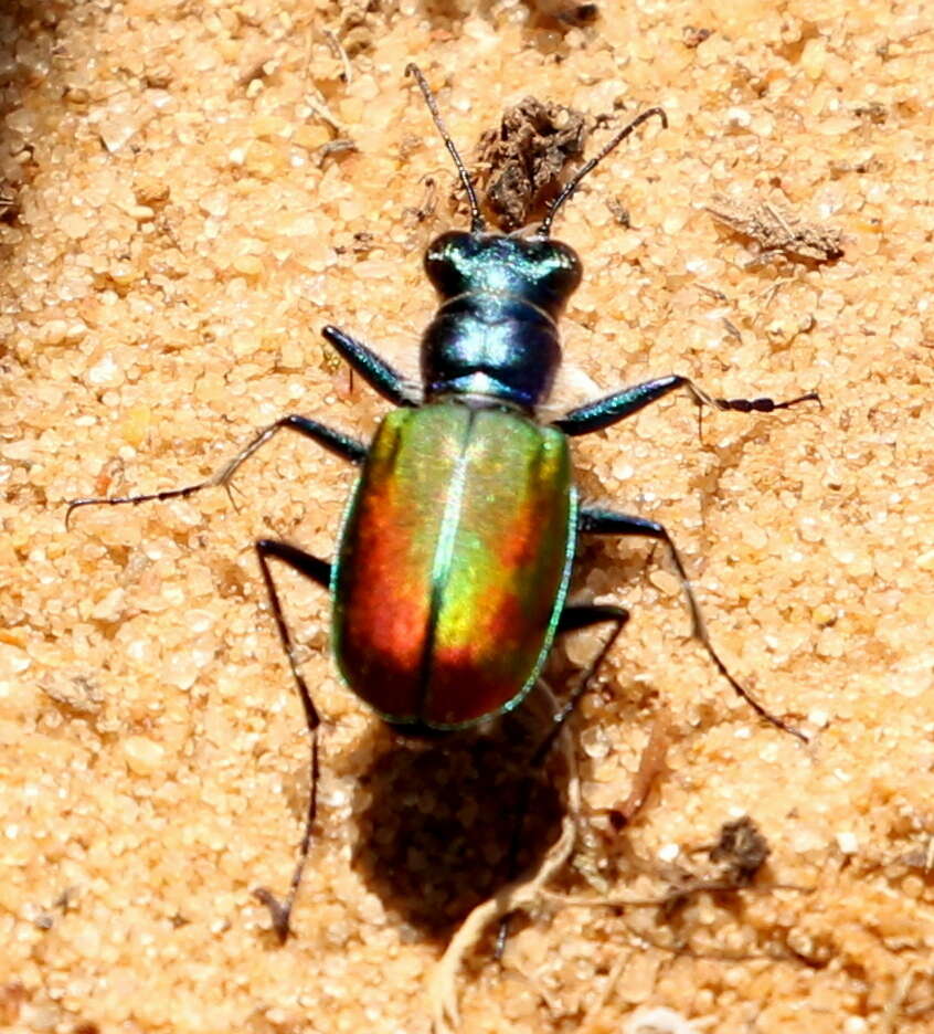 Image of Cicindela (Cicindela) scutellaris scutellaris Say 1823