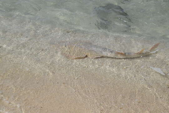 Image of Common Shovelnose Ray