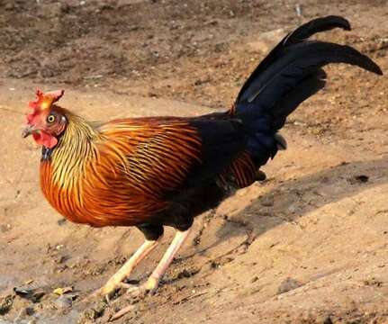 Image of Ceylon Junglefowl