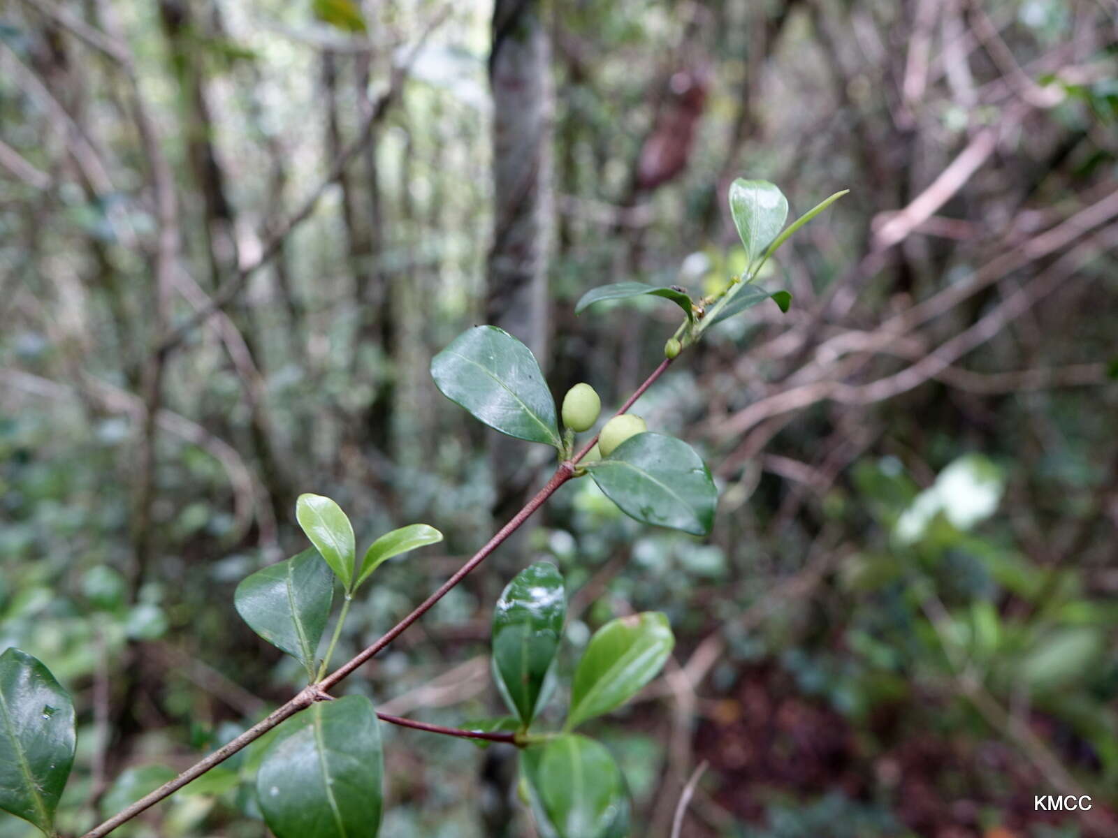 Image de Coffea buxifolia A. Chev.