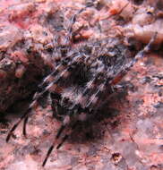 Image of Orbweaver