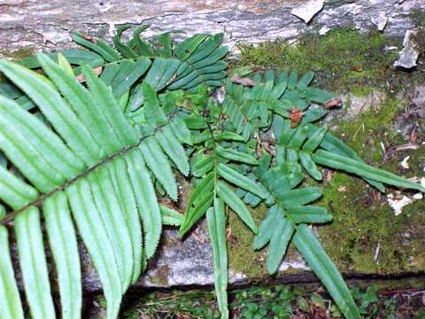 Imagem de Pteris vittata L.