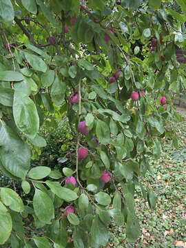 Image of European plum