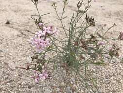 Image of Stenotis brevipes (Rose) Terrell