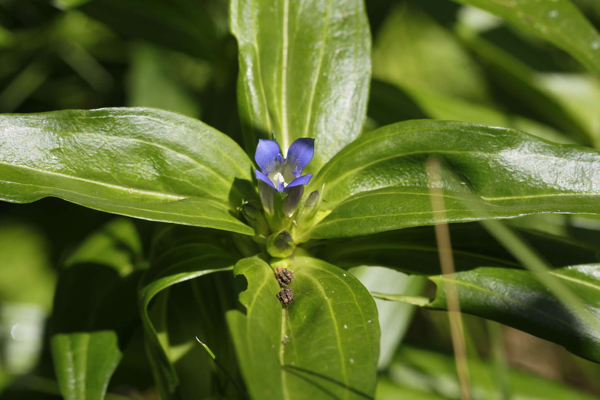 Image of Cross gentian