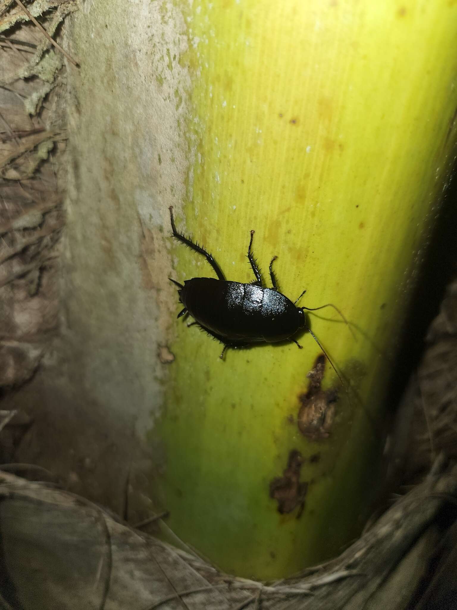 Image of Melanozosteria nitida (Brunner von Wattenwyl 1865)