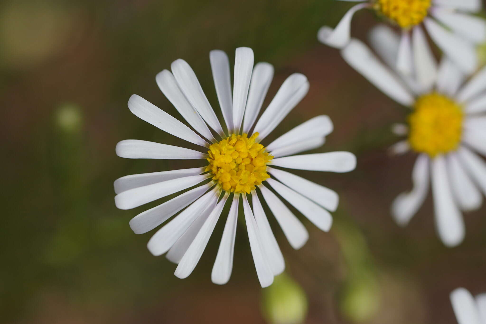 Image of Minuria leptophylla DC.