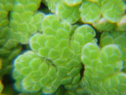 صورة Azolla filiculoides Lam.