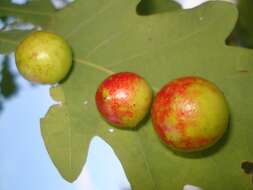 Image of Cynips quercusfolii