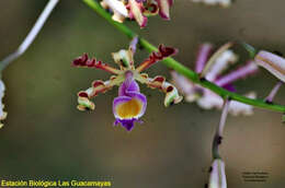 Myrmecophila tibicinis (Bateman ex Lindl.) Rolfe resmi