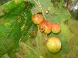 Image of Cynips quercusfolii